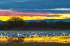 USA, New Mexico, Bosque Del Apache National Wildlife Refuge. Snow geese in water at sunrise. Art Print